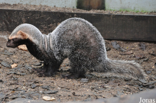 ainawgsd:The greater grison (Galictis vittata), is a species of mustelid native to Southern Mexico