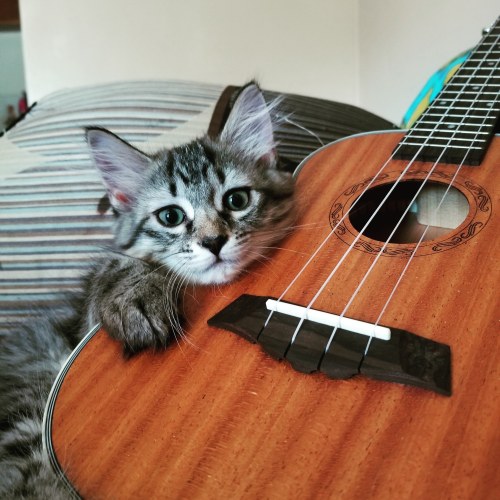 atomicarati:She wants to learn how to play