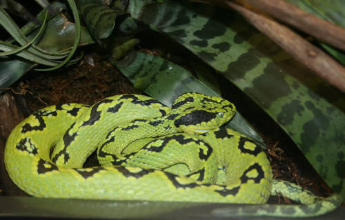 Bothriechis aurifer - yellow-blotched palm-pit viper