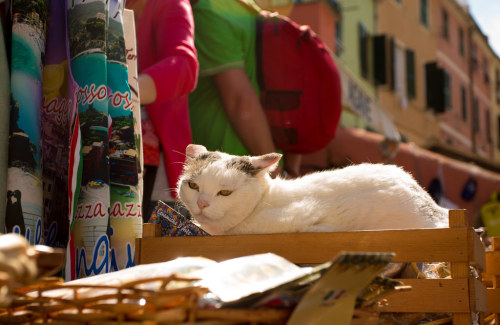 Gift Shop Cat - Cinque Terre, Italy (via spangles44)