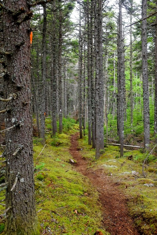 pedrodynomite:all in a days walk aaaawww :3 Loooffff
