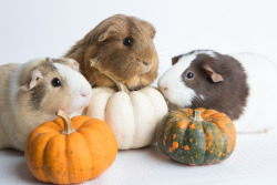 guineapiggies:   Ottawa Humane Society