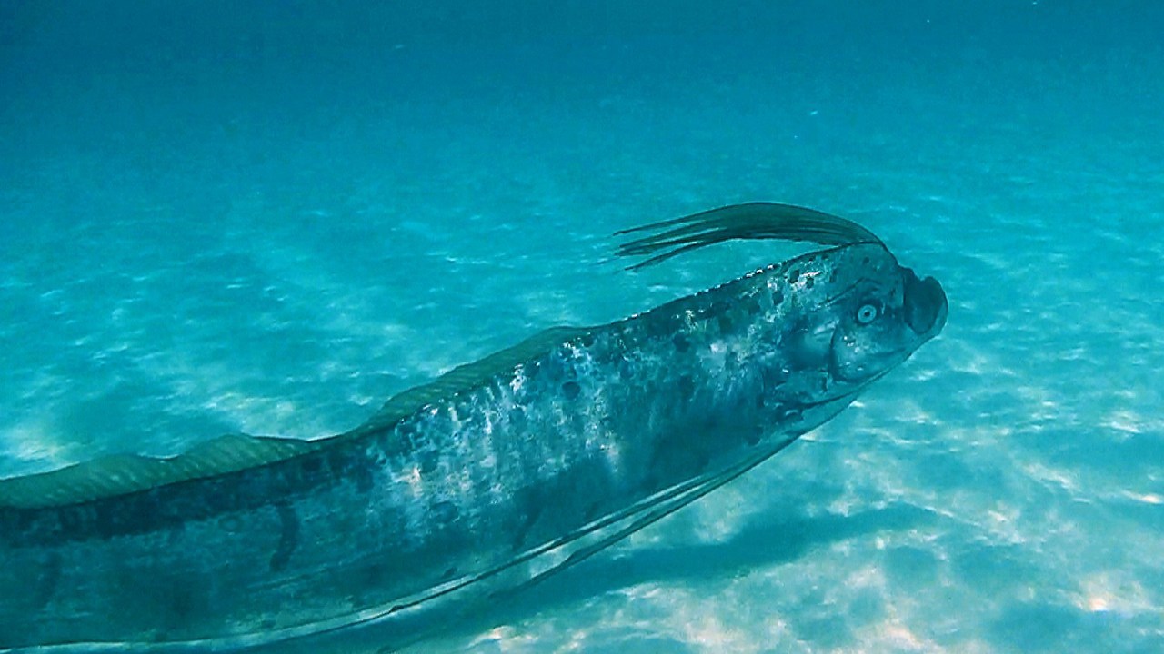 end0skeletal: Oarfish are large, greatly elongated fish found in all temperate to