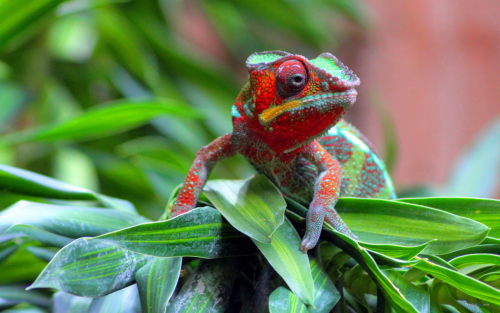nemotes:  Chameleons are super cool, just in case you didn’t know yet.