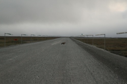 highways-are-liminal-spaces: The final 20 miles of the Dalton driven in the fog, North Slope, Alaska