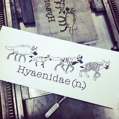 instituteofsociometry:  #is back at in in the Metro State Letterpress Lab with Taylor Hayek printing her Hyanidae illustration. #letterpress #vandercook #print #illustration #hyena (at Metro State Letterpress Lab)  Cute little friends <3