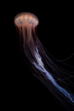 Jellyfish