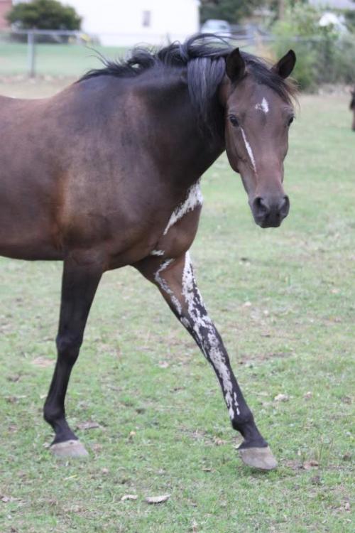itsdetachable:mango-pup:all-the-horses:DA Remote ControlTriften x DA AddictionPartbred Arabian, Mare
