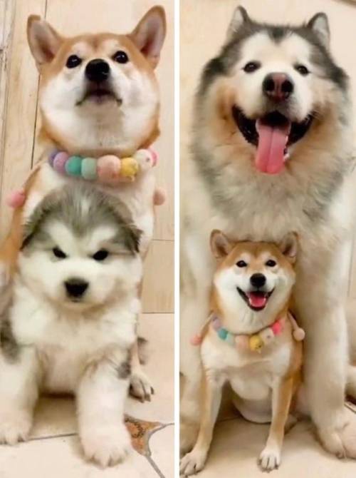 Babyanimalgifs:  Oh, How The Tables Have Turned! (Via)