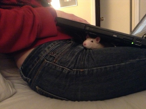 Sex Daily “my rats are so goddam cute” post. pictures