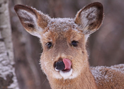 jaws-and-claws:  White-tailed Doe…#18 (baby