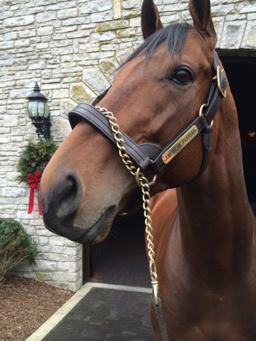blogequestre: American Pharaoh.