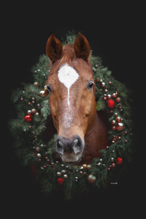 lainphotography: Christmas Horsies