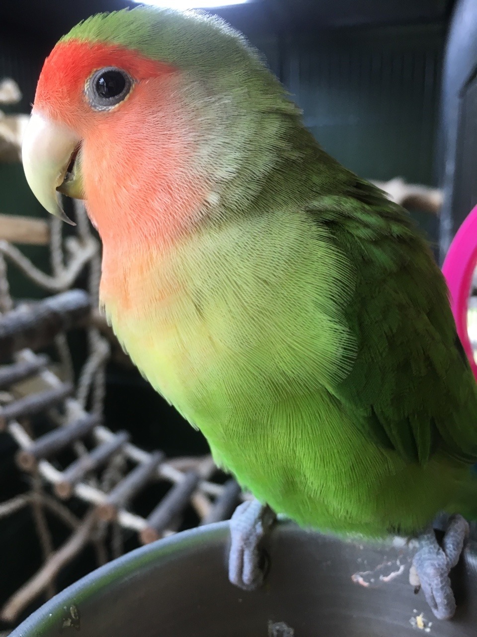 Parrots And Reptiles — So photogenic