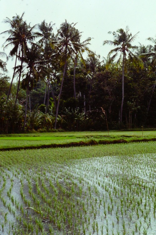 Padi, Bali, Indonesia, 1979.