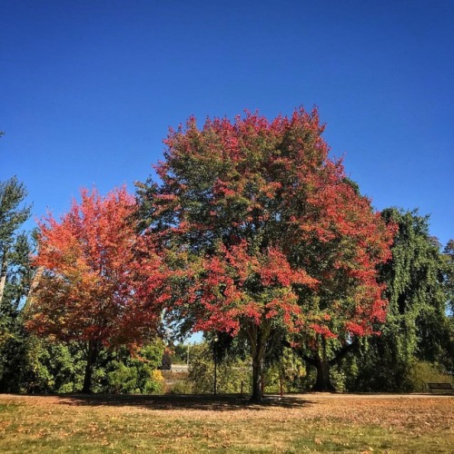 Fall is here  #falltrees #tree #fall #seasons #nature #naturelover #neighborhood  #oregon #justgosho