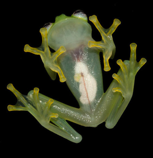 coolthingoftheday:TOP TEN COOLEST FROGS1. Glass frog2. Camouflaged toads3. Waxy monkey tree frog4. V