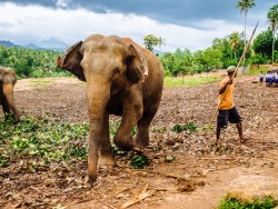 Chrissorensen:  Pinawela Elephant Orphanage,  Sri Lanka.