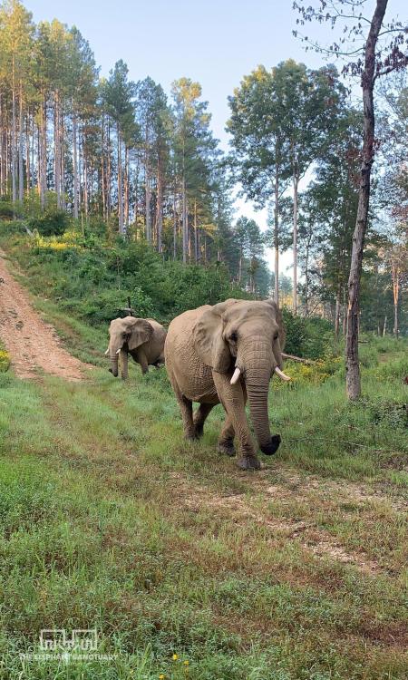 Here we see Tange of the Elephant Sanctuary in Tennessee, as she explores her habitat with her best 