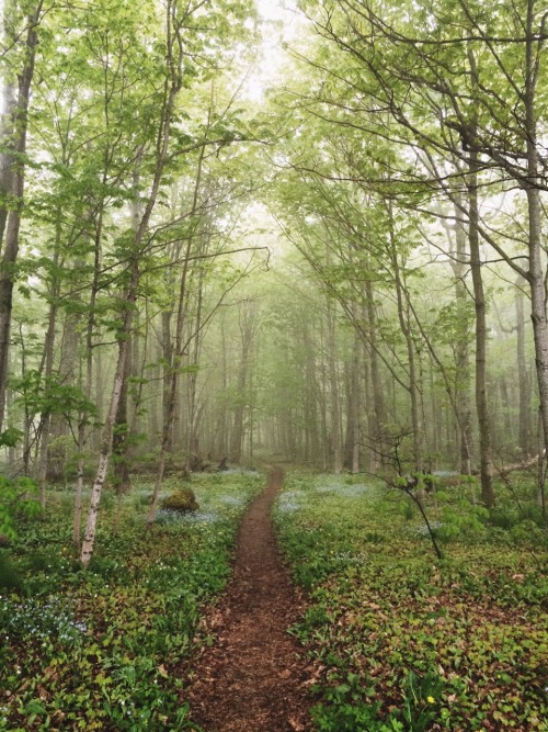 jonahreenders:Searching for wildflowers at work todayBy: Jonah Reenders