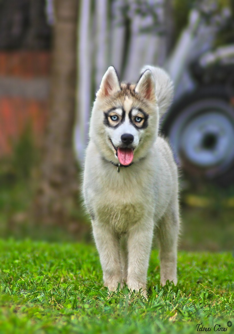 handsomedogs:   pearl jardin   tetouns circus  