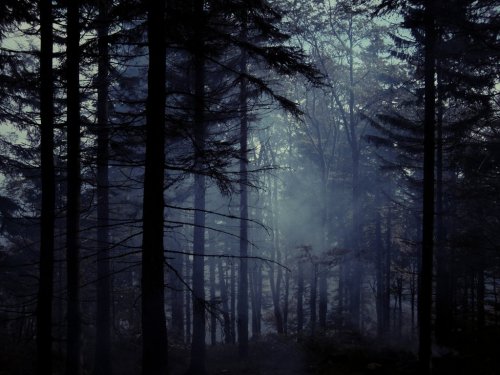 darkface: Old misty forest III by Topielica666