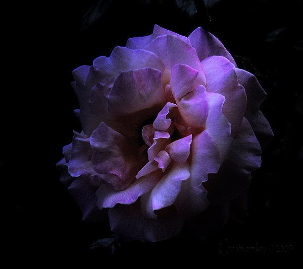 pyrrhic-victoria:  Self Iindulgence by `creativemikey 