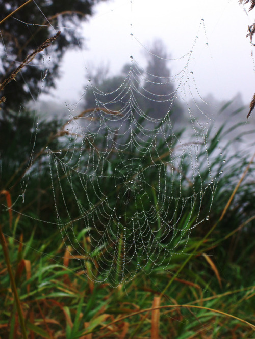 moody-nature: fogg // By Darek Drapala