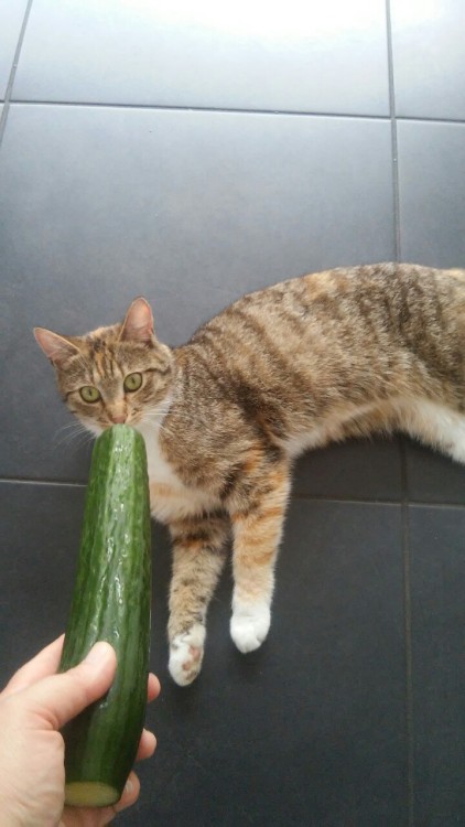mrsslowly:Sushi’s fearless.