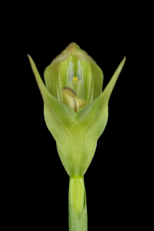 Pterostylis curta, the blunt greenhood, is a terrestrial orchid mainly from Australia. This terrestr