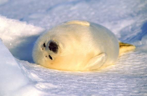 Tumblr, All In Favor That Blorbo As A Termis For Babey Seals?