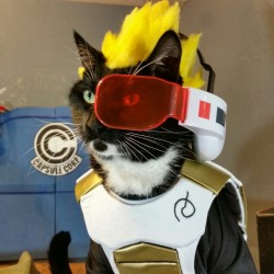 Cat Cosplay of the Feline variety.