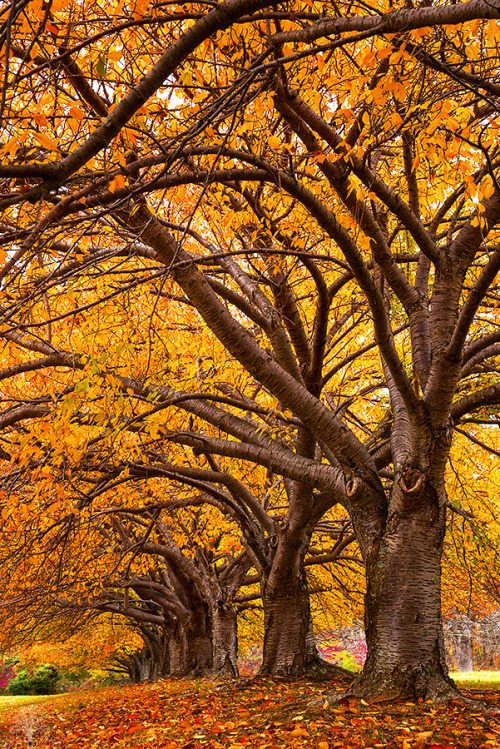 autumn-dreamin: justinderosaphotography: Autumn Gold autumn dreamin