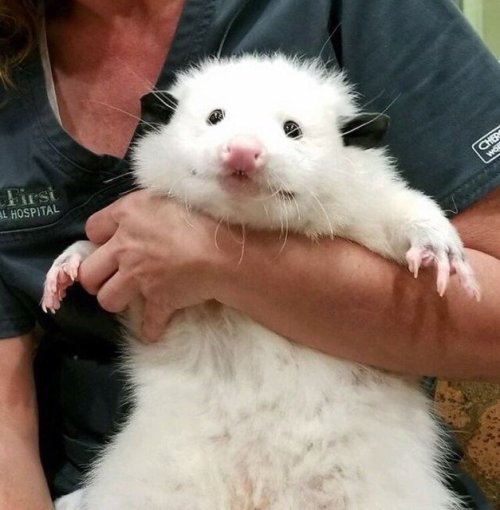 waddle-lee:chumbus