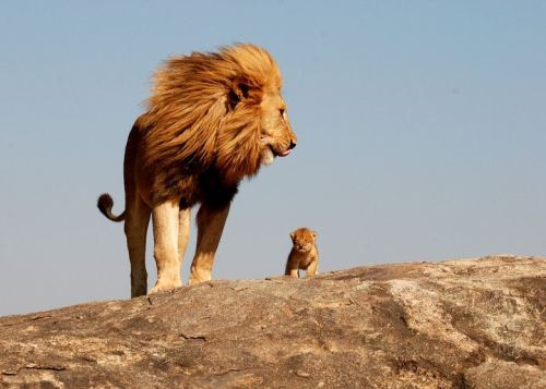 eldoradescence: Mufasa and Simba are real ! 