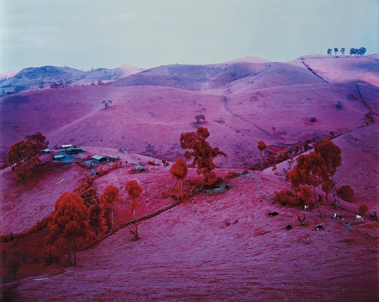 zzzze:  Richard Mosse Endless Plain of Fortune , 2011 Chromogenic print
