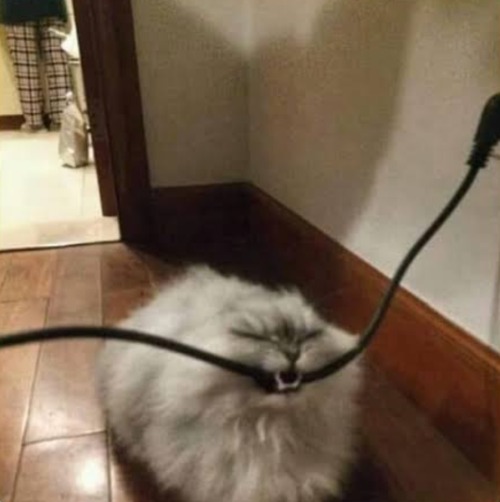 The Witcher Characters As Cat Memes I Had On My Phone:
