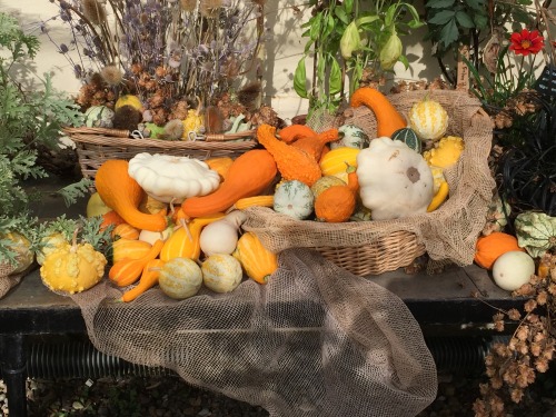 the-past-echoes:Some autumnal gourds from the Botanic Garden in Oxford, England.