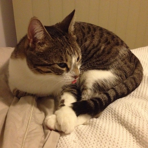 mostlycatsmostly:Some days there are too many things to think about and remembering to put your tong