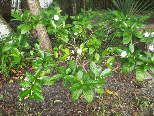 tropicalhomestead:Cape Jasmine 6.11.2016I started this bush from a hardwood cutting. I planted it ne