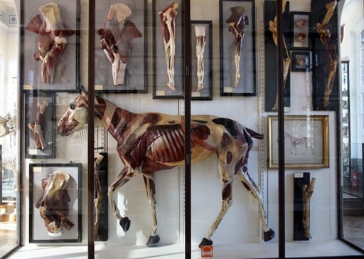 sixpenceee:  oddphilosiphies:  sixpenceee:  Another oddity museum for all the bizarre