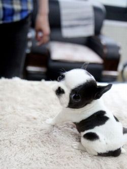leimailemaow:  Aw little nugget