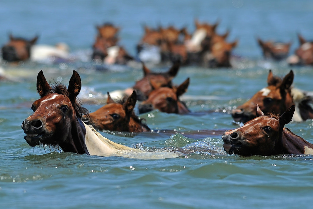 equine-awareness:  “Misty” Eyed Musings on Animal Welfare of the Chincoteague