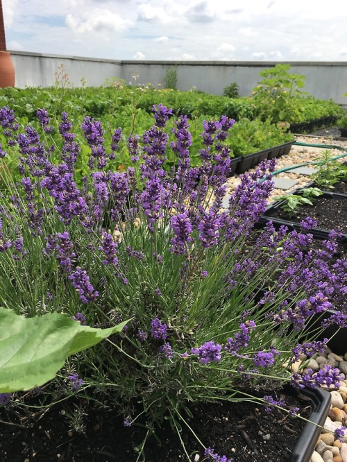 Lavender. Bees love it. We love it. Who doesn’t love it?