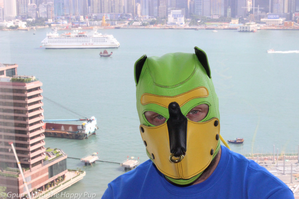 Gpup Alpha and Pup Boss of Sirius Pup Australia enjoying Hong Kong after our recent