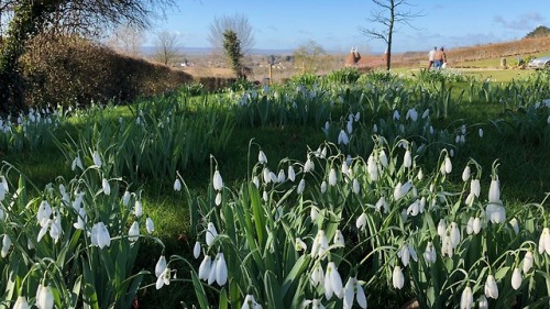 A beautiful Kentish snowdrop garden&hellip; a paradise for pollinators early in the year. There were
