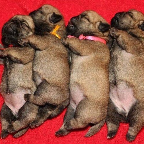 ilovepugs4ever:Follow Dog Quotes. porn pictures