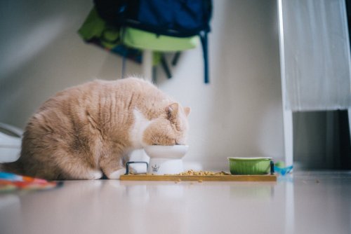 Hiro Goto aka Goto Hiro aka 後藤ヒロ (Japanese, based Tokyo, Japan) - 我が家の猫は食べるのが下手である。散らかし過ぎ。(My cat is