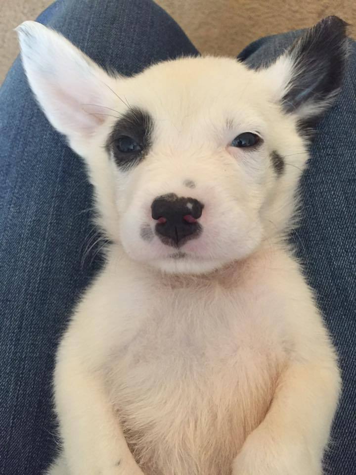 awwww-cute:  Meet Maddie. Found underneath my wife’s car in a parking lot this