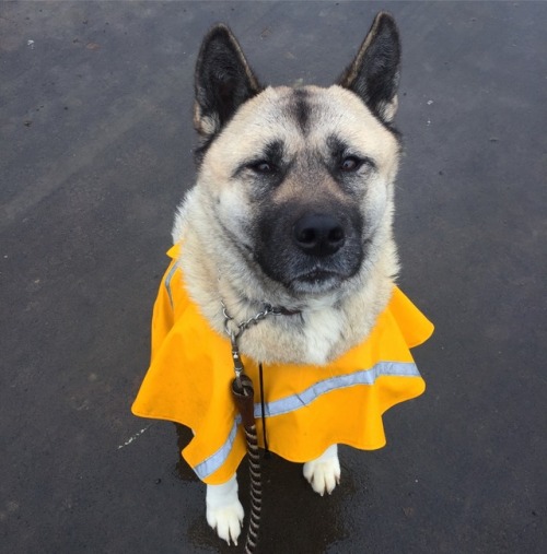 hanatheakita:Hana doesn’t mind the rain too much when she wears her yellow coat